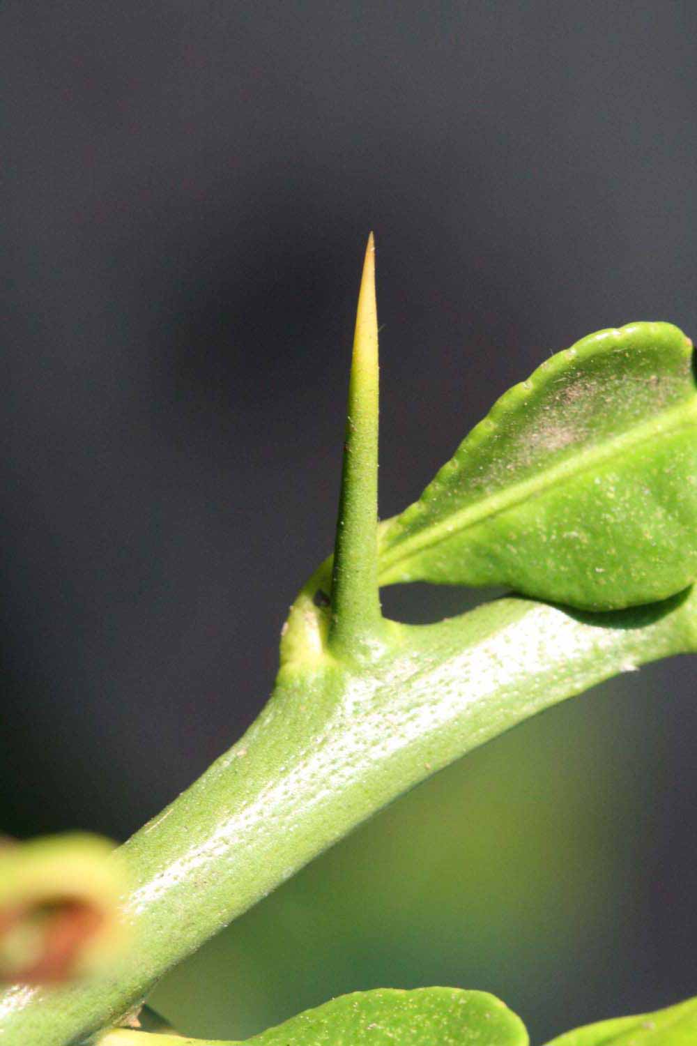              First year twig (Riverside, CA)       